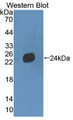 Western Blot; Sample: Recombinant protein.