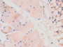 DAB staining on IHC-P; Samples: Mouse Skeletal muscle Tissue; Primary Ab: 30µg/ml Rabbit Anti-Mouse LAMa4 Antibody Second Ab: 2µg/mL HRP-Linked Caprine Anti-Rabbit IgG Polyclonal Antibody