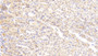 DAB staining on IHC-P; Samples: Mouse Stomach Tissue; Primary Ab: 20μg/ml Rabbit Anti-Mouse LAMa2 Antibody Second Ab: 2µg/mL HRP-Linked Caprine Anti-Rabbit IgG Polyclonal Antibody