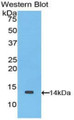 Western Blot; Sample: Recombinant protein.