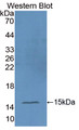 Western Blot; Sample: Recombinant protein.