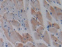 DAB staining on IHC-P; Samples: Mouse Skeletal muscle Tissue;  Primary Ab: 10µg/ml Rabbit Anti-Mouse