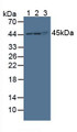 Western Blot; Sample: Lane1: Mouse Liver Tissue; Lane2: Mouse Heart Tissue; Lane3: Human Hela Cells.