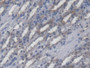 DAB staining on IHC-P; Samples: Mouse Kidney Tissue;  Primary Ab: 20µg/ml Rabbit Anti-Mouse POFUT1 A