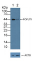 Knockout Varification: ; Lane 1: Wild-type Hela cell lysate; ; Lane 2: POFUT1 knockout Hela cell lysate; ; Predicted MW: 44,22kd ; Observed MW: 44kd; Primary Ab: 1µg/ml Rabbit Anti-Human POFUT1 Antibody; Second Ab: 0.2µg/mL HRP-Linked Caprine Anti-Rabbit IgG Polyclonal Antibody;
