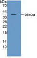 Western Blot Sample: Recombinant ITaC, Rat.