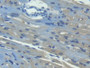 DAB staining on fromalin fixed paraffin- embedded kidney tissue)