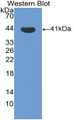 Western Blot; Sample: Recombinant protein.