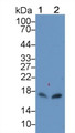 Western Blot; Sample: Lane1: Mouse Liver lysate; Lane2: Mouse Lung lysate; Primary Ab: 1μg/ml Rabbit Anti-Mouse CXCL15 Antibody; Second Ab: 0.2µg/mL HRP-Linked Caprine Anti-Rabbit IgG Polyclonal Antibody;