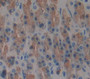 Vegf Co Regulated Chemokine 1 (Vcc1) Polyclonal Antibody, Cat#CAU24752