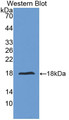 Western Blot; Sample: Recombinant protein.