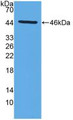 Western Blot; Sample: Recombinant MMP14, Mouse.