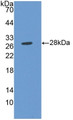 Western Blot; Sample: Recombinant MMP14, Human.