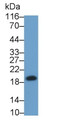 Western Blot; Sample: Recombinant protein.