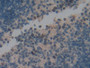 DAB staining on IHC-P; Samples: Mouse Spleen Tissue