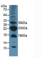 Western Blot; Sample: Mouse Lung Tissue.