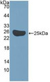 Western Blot; Sample: Recombinant Surv, Mouse.