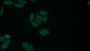 FITC staining on IF; Samples: Human MCF7 cell;  Primary Ab: 20μg/ml Rabbit Anti-Mouse Surv Antibody Second Ab: 1.5μg/ml FITC-Linked Caprine Anti-Rabbit IgG Polyclonal Antibody 