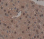 Liver X Receptor Alpha (Lxra) Polyclonal Antibody, Cat#CAU24791