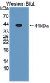 Western Blot; Sample: Recombinant protein.