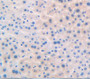 Peroxisome Proliferator Activated Receptor Delta (Ppard) Polyclonal Antibody, Cat#CAU24796