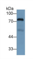 Western Blot; Sample: Human Lung lysate; Primary Ab: 1µg/ml Rabbit Anti-Human TRF Antibody Second Ab: 0.2µg/mL HRP-Linked Caprine Anti-Rabbit IgG Polyclonal Antibody