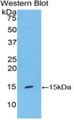 Western Blot; Sample: Recombinant protein.