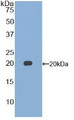 Western Blot; Sample: Recombinant GDF15, Mouse.