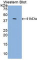 Western Blot; Sample: Recombinant protein.