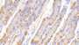DAB staining on IHC-P; Samples: Canine Stomach Tissue;  Primary Ab: 20μg/ml Rabbit Anti-Canine CKB Antibody Second Ab: 2µg/mL HRP-Linked Caprine Anti-Rabbit IgG Polyclonal Antibody 