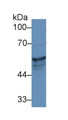 Western Blot; Sample: Human A431 cell lysate; Primary Ab: 1µg/ml Rabbit Anti-Rat KRT8 Antibody Second Ab: 0.2µg/mL HRP-Linked Caprine Anti-Rabbit IgG Polyclonal Antibody