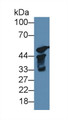 Western Blot; Sample: Rat Testis lysate; Primary Ab: 1µg/ml Rabbit Anti-Mouse S17aH Antibody Second Ab: 0.2µg/mL HRP-Linked Caprine Anti-Rabbit IgG Polyclonal Antibody