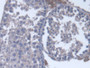 DAB staining on IHC-P; Samples: Mouse Testis Tissue;  Primary Ab: 20µg/ml Rabbit Anti-Mouse S17aH An