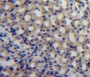 Used in DAB staining on fromalin fixed paraffin-embedded kidney tissue