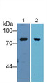 Western Blot; Sample: Lane1: Rat Plasma; Lane2: Rat Serum; Primary Ab: 2µg/mL Rabbit Anti-Rat CFB Antibody; Second Ab: 0.2µg/mL HRP-Linked Caprine Anti-Rabbit IgG Polyclonal Antibody;