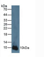 Western Blot; Sample: Human A431 Cells.