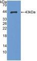 Western Blot; Sample: Recombinant S100A2, Human.