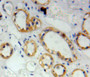 Used in DAB staining on fromalin fixed paraffin-embedded kidney tissue