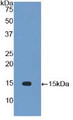 Western Blot; Sample: Recombinant IL34, Rat.