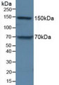 Western Blot; Sample: Porcine Liver Tissue.