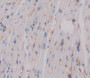 Used in DAB staining on fromalin fixed paraffin- embedded Kidney tissue