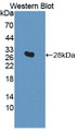 Western Blot; Sample: Recombinant protein.