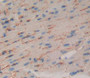 Used in DAB staining on fromalin fixed paraffin- embedded Kidney tissue