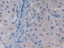 DAB staining on IHC-P; Samples: Human Liver Tissue; Primary Ab: 30µg/ml Rabbit Anti-Human APOA5 Antibody Second Ab: 2µg/mL HRP-Linked Caprine Anti-Rabbit IgG Polyclonal Antibody