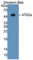 Western Blot; Sample: Recombinant protein.