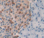 Arrestin Beta 2 (Arrb2) Polyclonal Antibody, Cat#CAU24889