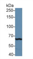 Western Blot; Sample: Mouse Spleen lysate; Primary Ab: 5µg/ml Rabbit Anti-Mouse TLR3 Antibody Second Ab: 0.2µg/mL HRP-Linked Caprine Anti-Rabbit IgG Polyclonal Antibody