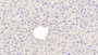 DAB staining on IHC-P; Samples: Mouse Liver Tissue; Primary Ab: 20μg/ml Rabbit Anti-Mouse TLR3 Antibody Second Ab: 2µg/mL HRP-Linked Caprine Anti-Rabbit IgG Polyclonal Antibody