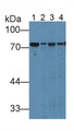 Western Blot; Sample: Lane1: Rat Liver lysate; Lane2: Rat Lung lysate; Lane3: Rat Placenta lysate; Lane4: Rat Serum; Primary Ab: 1µg/mL Rabbit Anti-Rat HPX Antibody; Second Ab: 0.2µg/mL HRP-Linked Caprine Anti-Rabbit IgG Polyclonal Antibody;