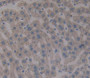 Hemopexin (Hpx) Polyclonal Antibody, Cat#CAU24911